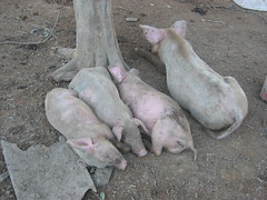 Pigs Resting