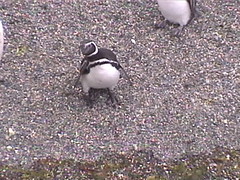 A Curious Penguin