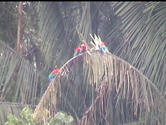 Macaws bend the Branch