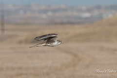 Prairie Falcon flyby sequence - 4 of 8