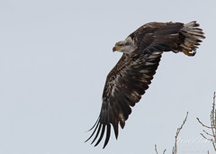 Juvenile Bald Eagle launches into the air