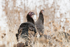 Wild Turkeys near Denver, Colorado