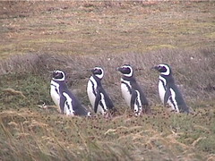 Four Penguins Walking in a Row
