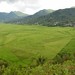 Cancar spiderweb rice fields (Flores, Indonesia 2016)