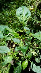 Anglų lietuvių žodynas. Žodis capsicum pepper plant reiškia capsicum genties augalų pipirai lietuviškai.