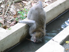 Macaque drinking runoff