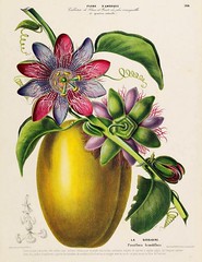 La Barbadine,  giant granadilla. Passiflora quadrangularis [as Passiflora grandiflora] Produces the largest fruit of any Passiflora.