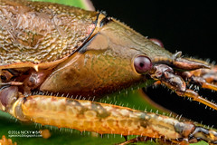 Katydid (Tettigoniidae) - PA090076