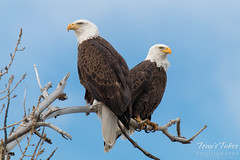 Picture Perfect Pair of Bald Eagles