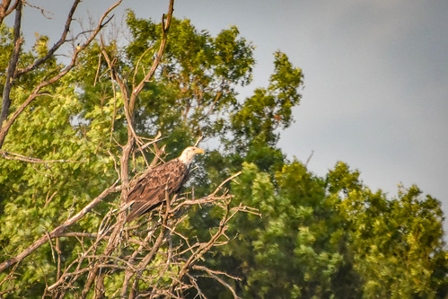 Another picture of an eagle in a tree. • <a style="font-size:0.8em;" href="http://www.flickr.com/photos/96277117@N00/28537964285/" target="_blank">View on Flickr</a>