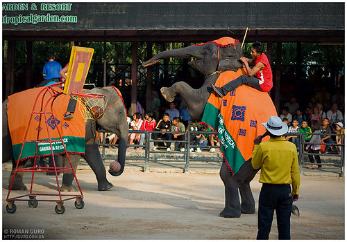 Представление слонов | Thailand
