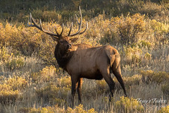 A bull Elk scopes out a nearby competitor