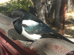 October 19, 2016 - A very curious Magpie in Thornton. (LE Worley)