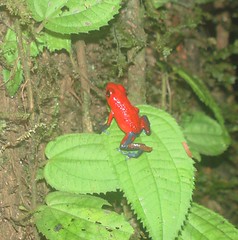 Poison Dart Frog on a Leaf
