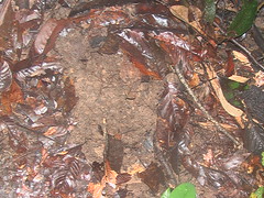 Rhino Print in Danum Valley Helped Prove The Population Was Still There