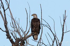 Young Bald Eagle observes from on high