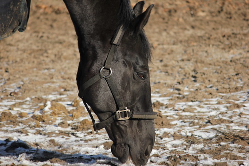 Pferde im Winter 2015 • <a style="font-size:0.8em;" href="http://www.flickr.com/photos/69570948@N04/16430698106/" target="_blank">Auf Flickr ansehen</a>