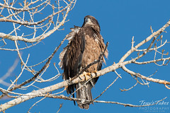 Juvenile Bald Eagles pose for pictures