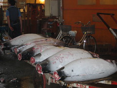 Tuna for Sale at Tuskiji