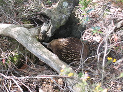Echidna Trying to Hide