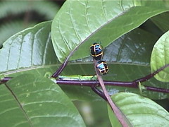 A Beetle Couple