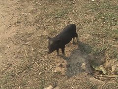 A Piglet in Laotian Hill Tribe Village