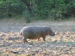 Hippo on Land