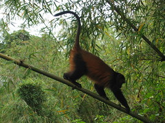 Golden Monkey Walking Down a Branch