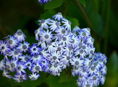 Anglų lietuvių žodynas. Žodis flower cluster reiškia gėlių grupių lietuviškai.