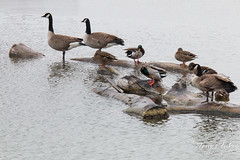 Canada Geese and Mallard Ducks take the high ground