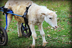 WheelChair Goat images