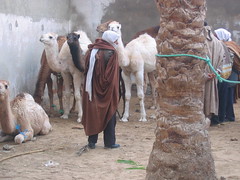Douz Camel Market