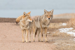 Coyote couple
