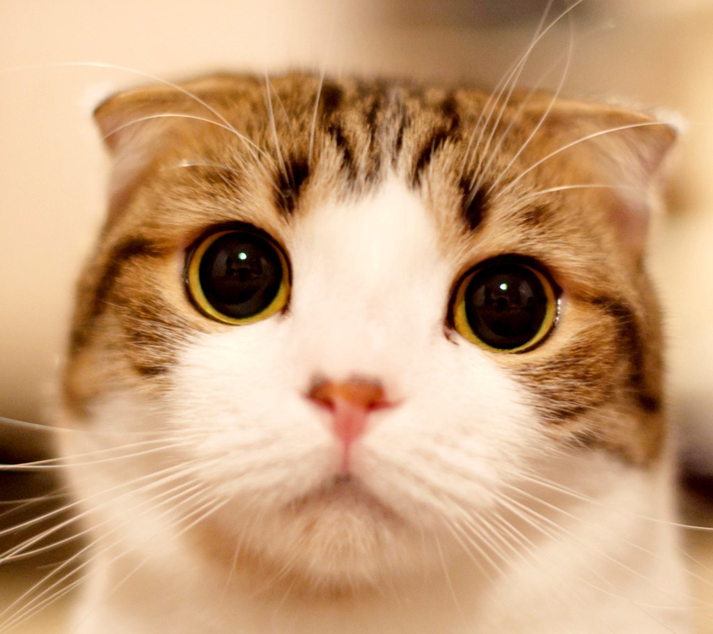 Gambar Lucu Kucing DP BBM Jomblo