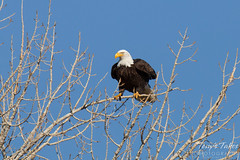 Bald Eagle launch sequence - 1 of 9