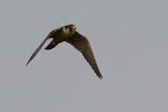 HNS_0932 Slechtvalk : Faucon pelerin : Falco peregrinus : Wanderfalke : Peregrine Falcon