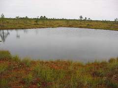 Soomaa Swamp Lakes