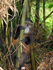 Golden Monkey Climbing Bamboo