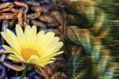 Cornish chain rope & flower