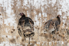 Wild Turkeys near Denver, Colorado