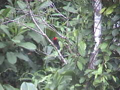 Red Collared Bird