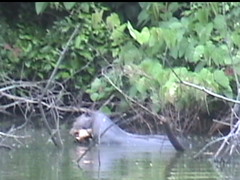 River Otter Feeding