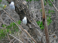 Cerion watlingense land snails on tree trunk (near the western shoreline of Storr's Lake, San Salvador Island, Bahamas) 2