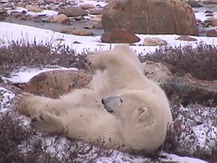 Polar Bear Churchill 12