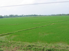 Rice Paddies of Vietnam