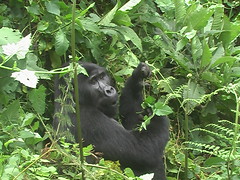 Gorilla in Bwindi Forest