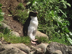 Fiordland Crested Penguin on the Trail