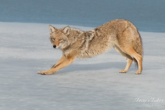 Male coyote stretches