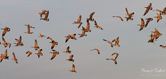 Geese take flight