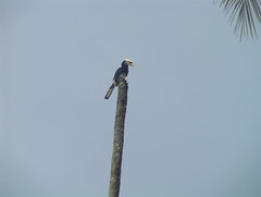 Hornbill on His Perch